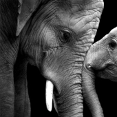 Love like an elephant