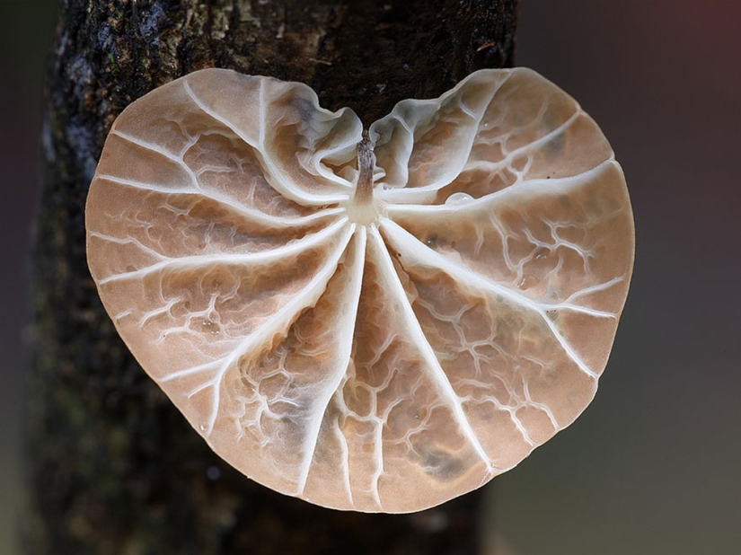 Love to mushroom