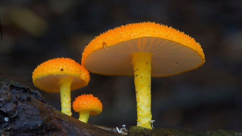 Love to mushroom