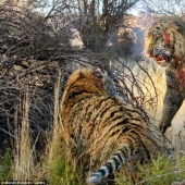 Lucha Territorial: Lucha Sangrienta de Dos Tigres