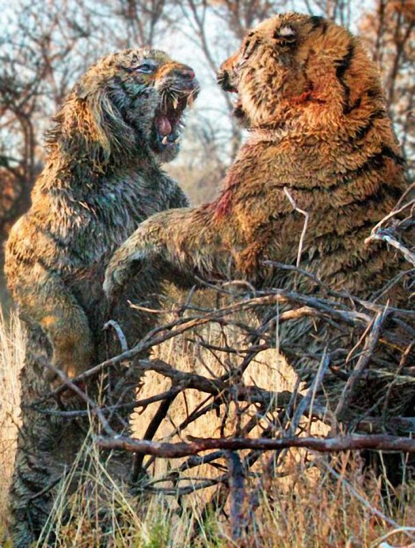 Lucha Territorial: Lucha Sangrienta de Dos Tigres