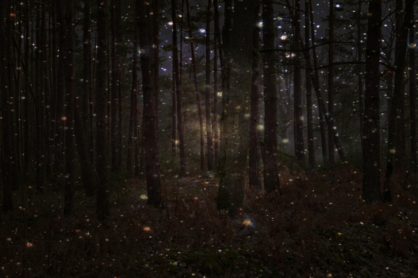 luciérnagas en el bosque