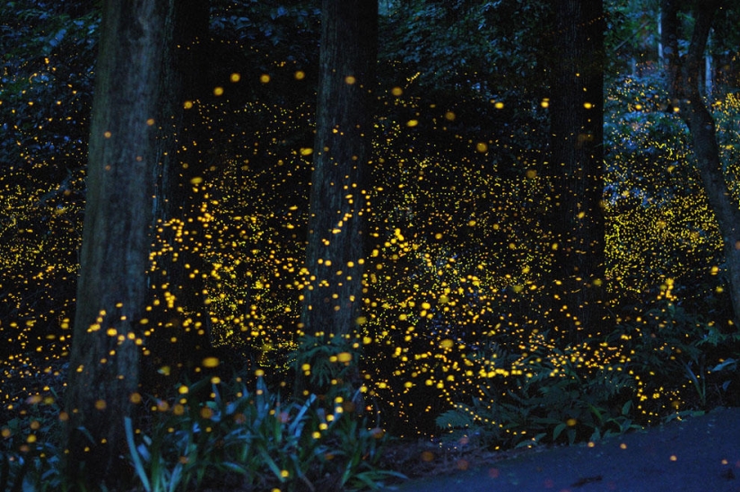 luciérnagas en el bosque