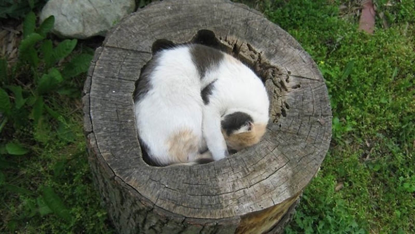 Lugares ideales para relajarse-versión para gatos