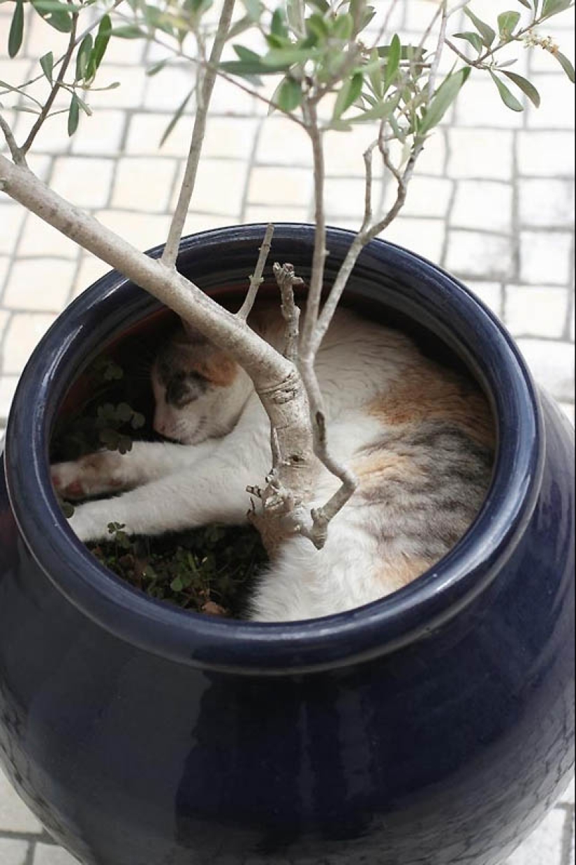 Lugares ideales para relajarse-versión para gatos