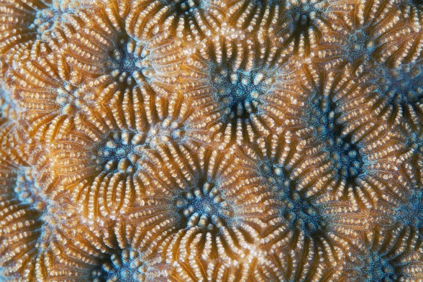 Macro photography of corals