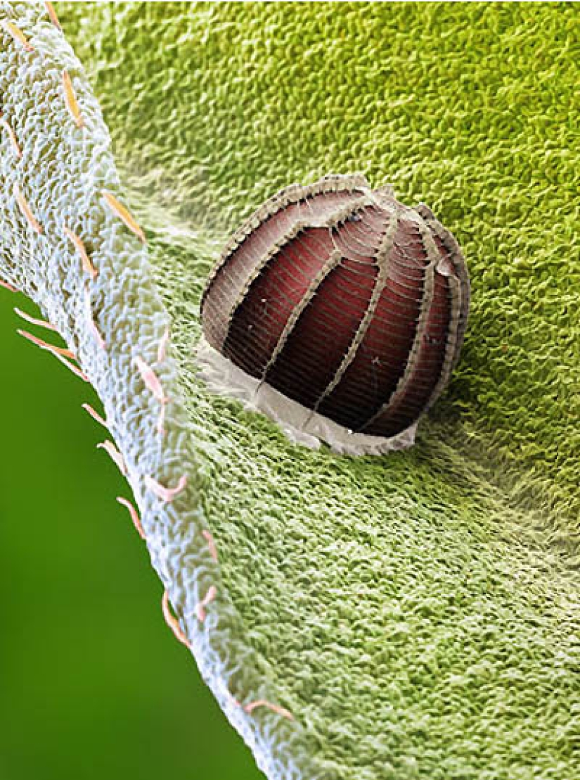 Macrofo – insect eggs
