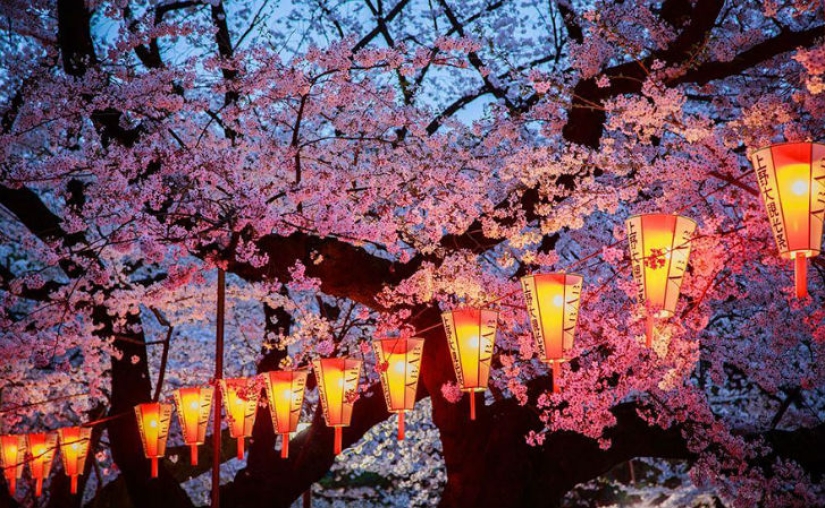 Magical Cherry Blossom Photos from National Geographic