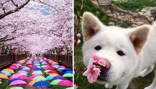 Magical Cherry Blossom Photos from National Geographic