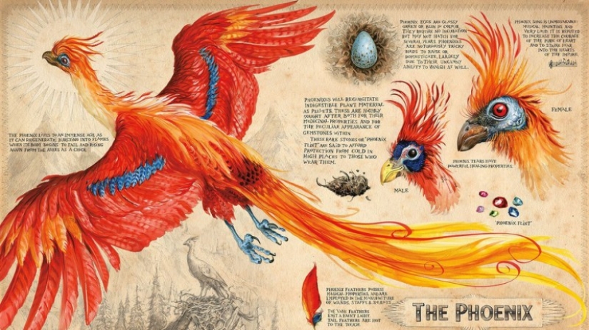 Magical illustrations of the Harry Potter books