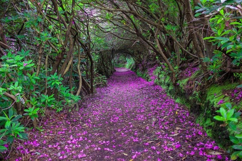 Magical trail leading straight into a fairy tale