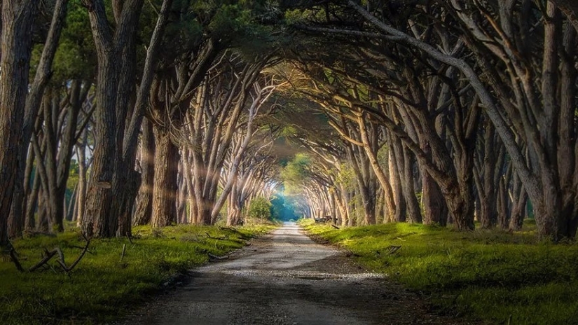 Magical trail leading straight into a fairy tale
