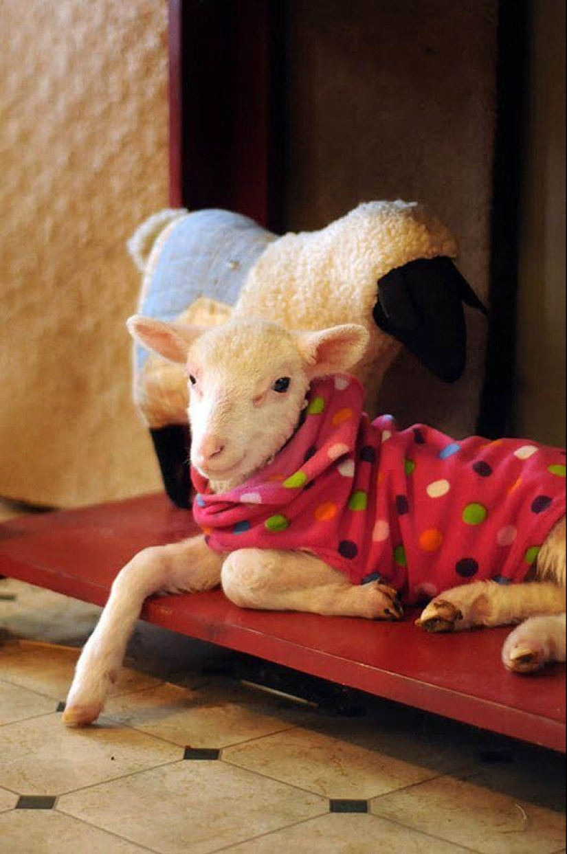 Maisy la oveja adorable