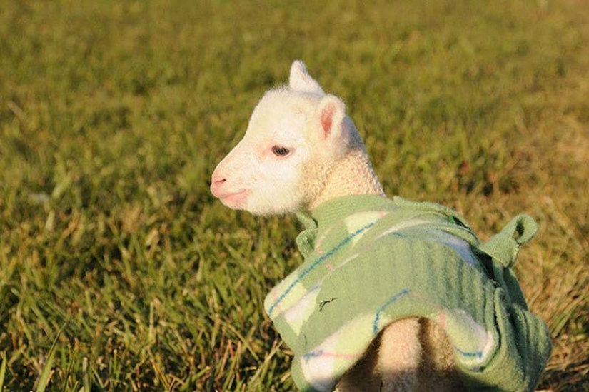 Maisy la oveja adorable