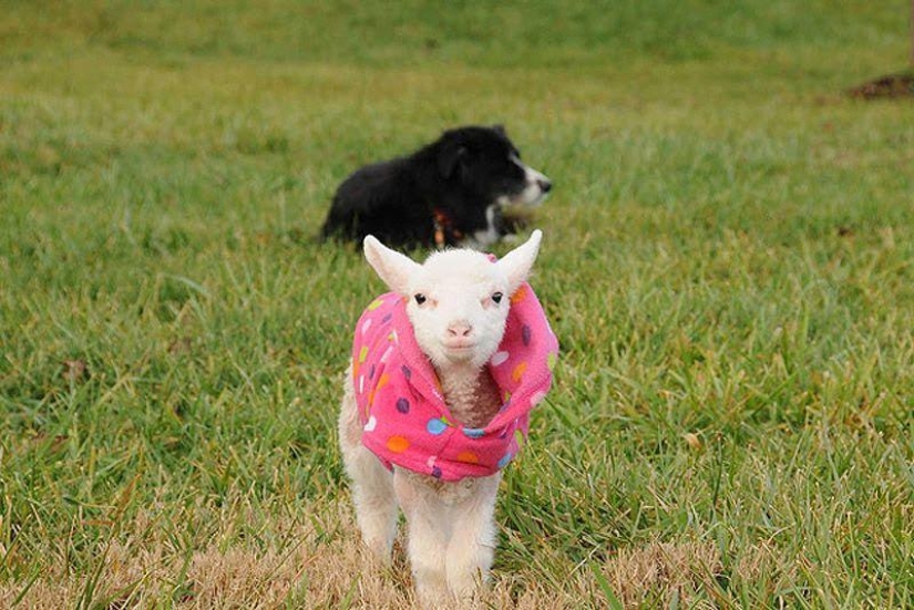 Maisy the adorable sheep