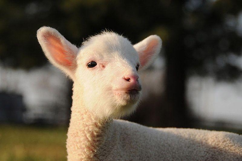 Maisy the adorable sheep