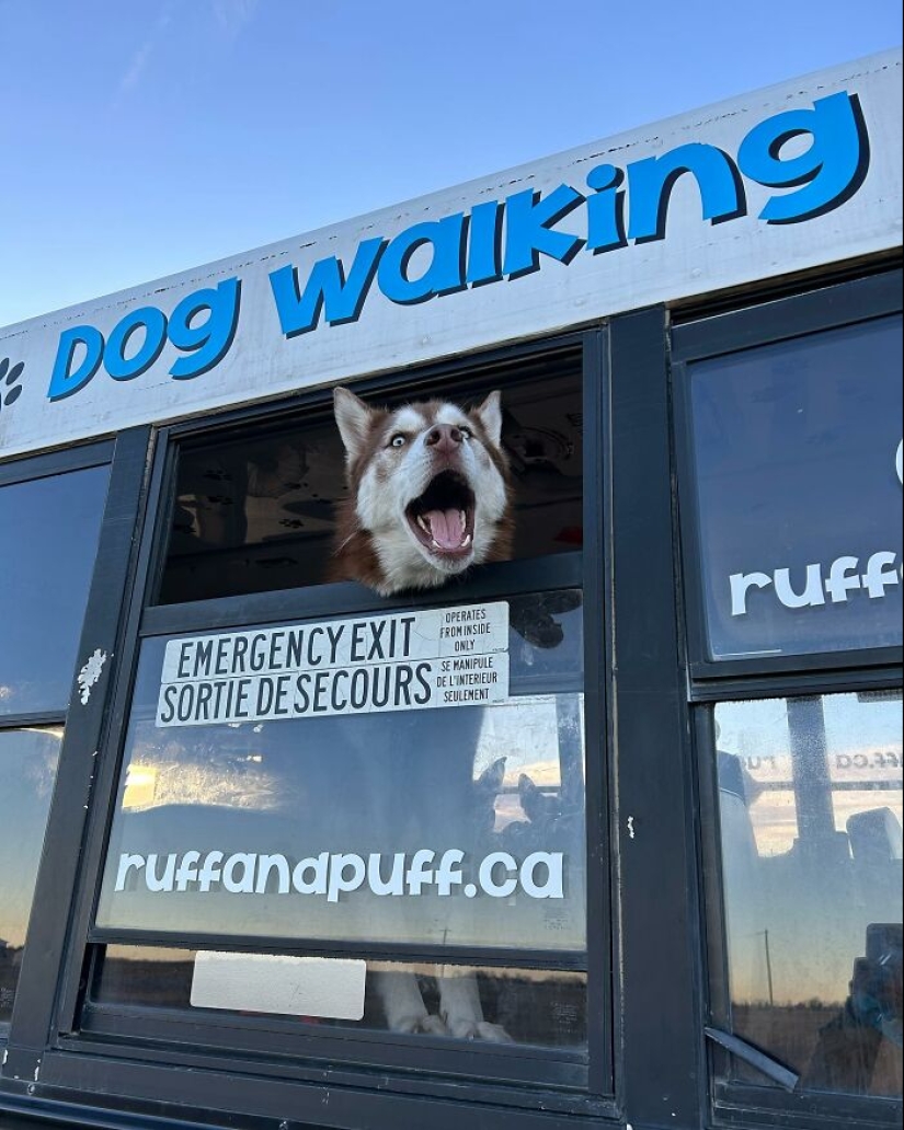 Man Created A Dog School Bus That Takes Pups On Daily Joyrides