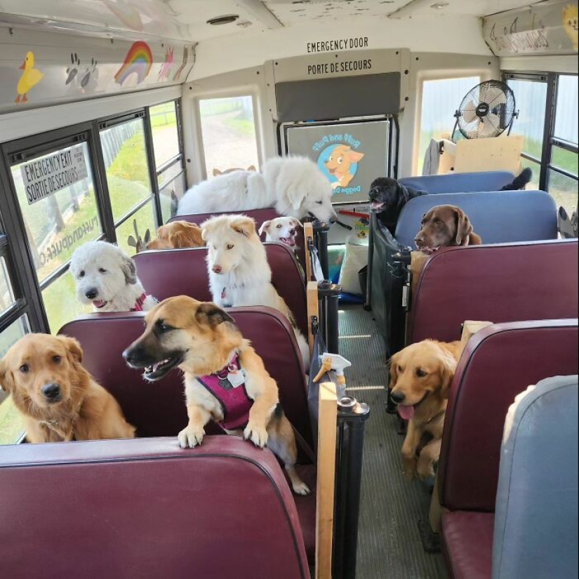 Man Created A Dog School Bus That Takes Pups On Daily Joyrides