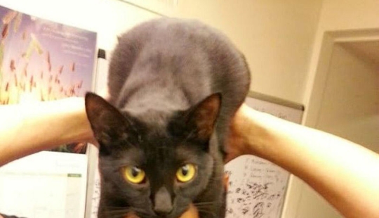 manía catman manía catman