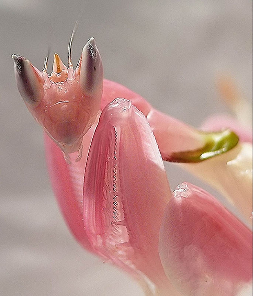 mantis religiosa orquidea
