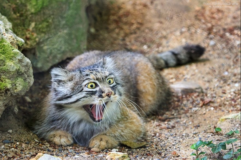Manul is the most expressive cat in the world
