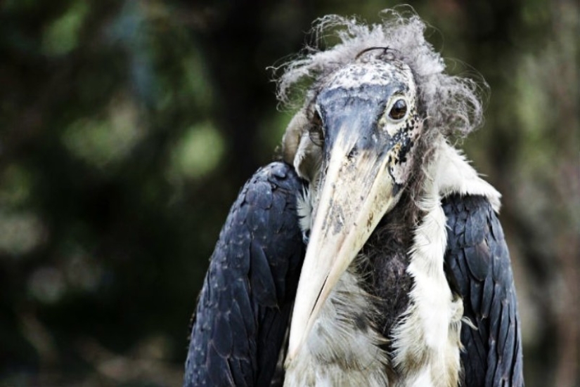 Marabú-cómo la cigüeña monstruosa reemplaza a las palomas y las ratas