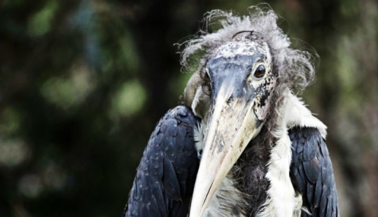 Marabú-cómo la cigüeña monstruosa reemplaza a las palomas y las ratas