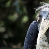 Marabou — how the monstrous stork replaces pigeons and rats
