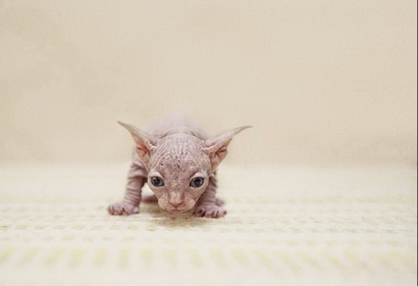 Maravillosa esfinge gatos en fotos por Serena Hodson