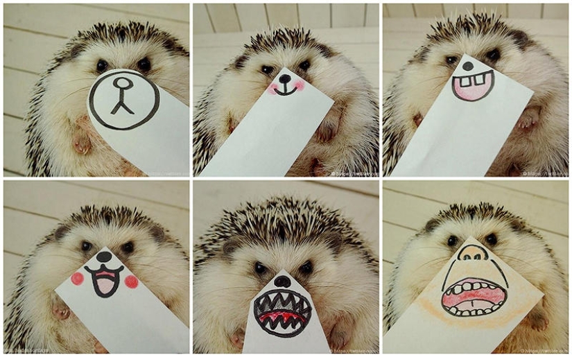 Marutaro is the most emotional hedgehog