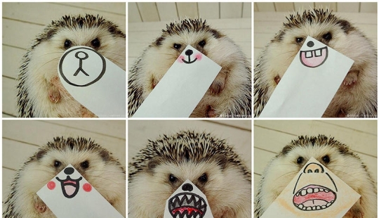 Marutaro is the most emotional hedgehog