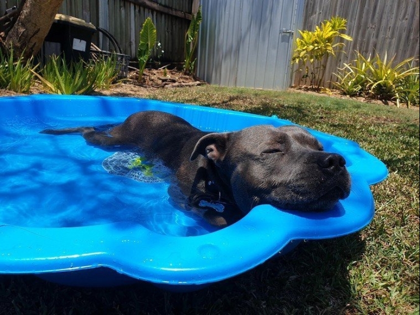 Master, learn! 12 furry fluffies showed how to escape from the heat