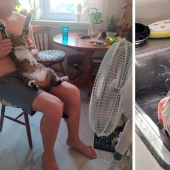 Master, learn! 12 furry fluffies showed how to escape from the heat