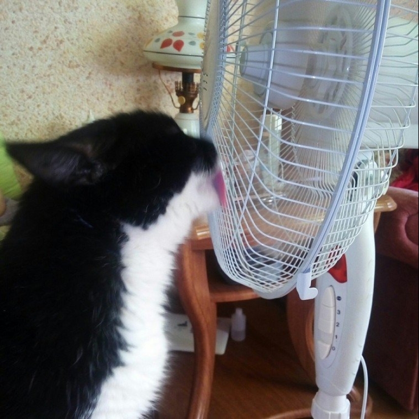 Master, learn! 12 furry fluffies showed how to escape from the heat