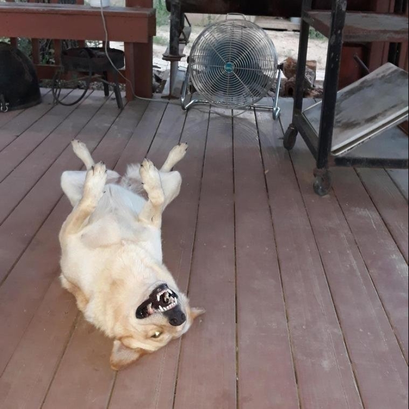 Master, learn! 12 furry fluffies showed how to escape from the heat