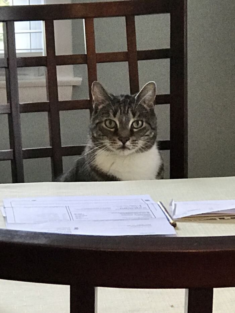 "Master, stop working!": 30 furry assistants in quarantine