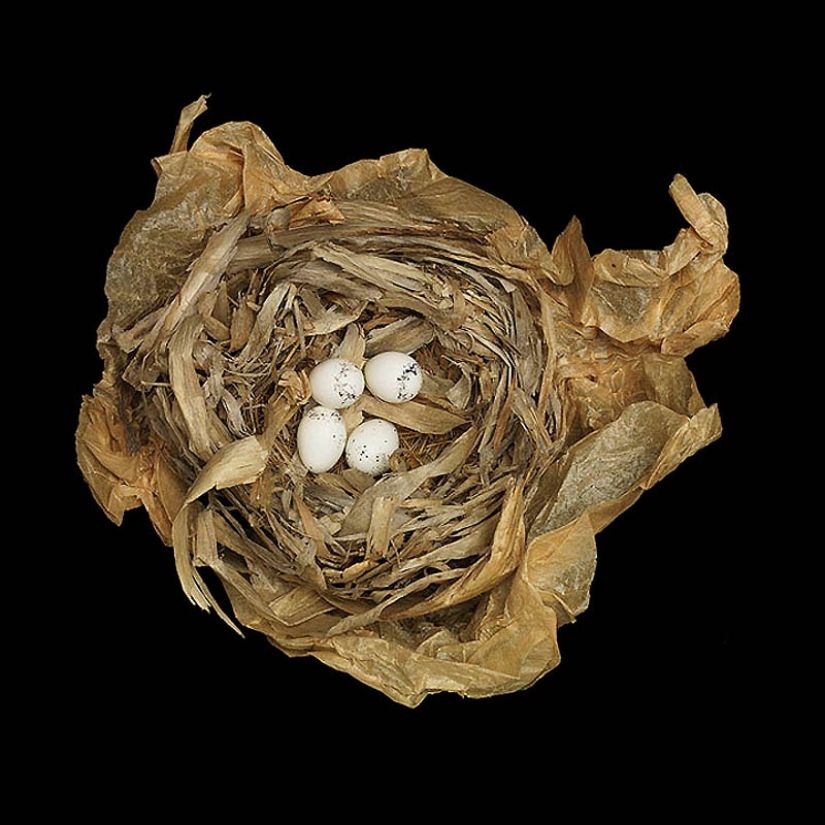 Masterpieces of natural architecture-bird nests