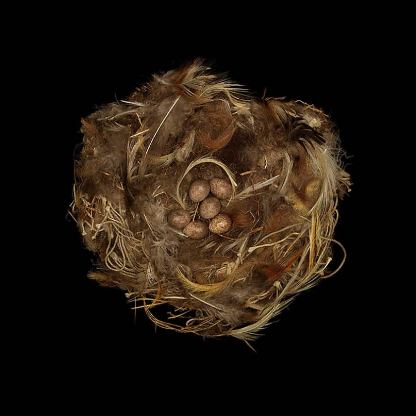 Masterpieces of natural architecture-bird nests