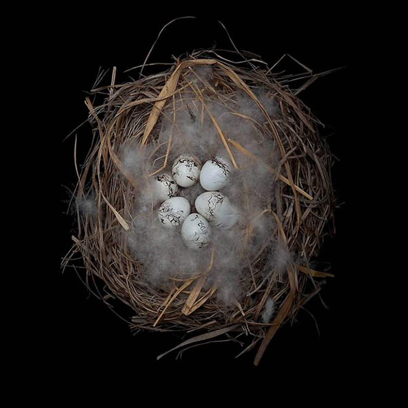 Masterpieces of natural architecture-bird nests