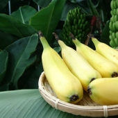 Me comen por completo: científicos Japoneses crecen los plátanos con cáscara comestible