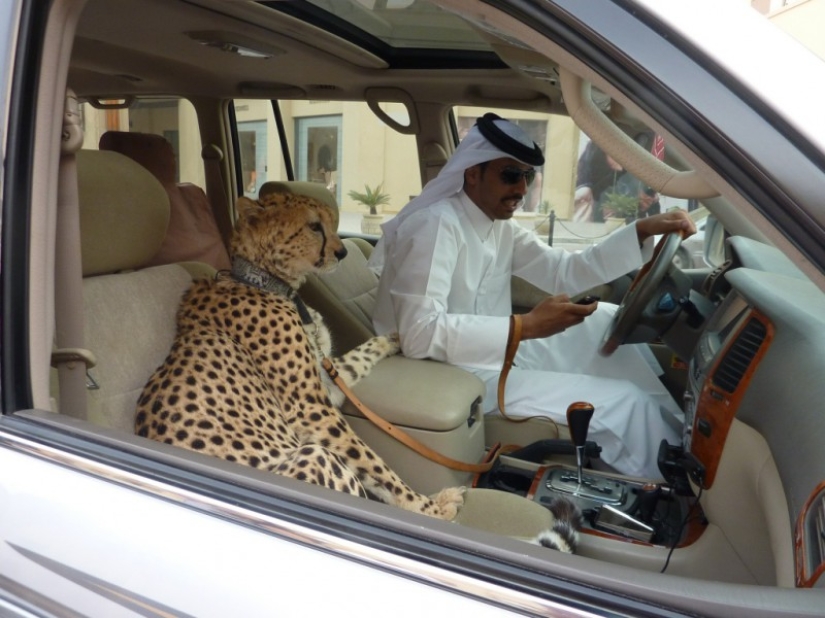 Meanwhile in Dubai