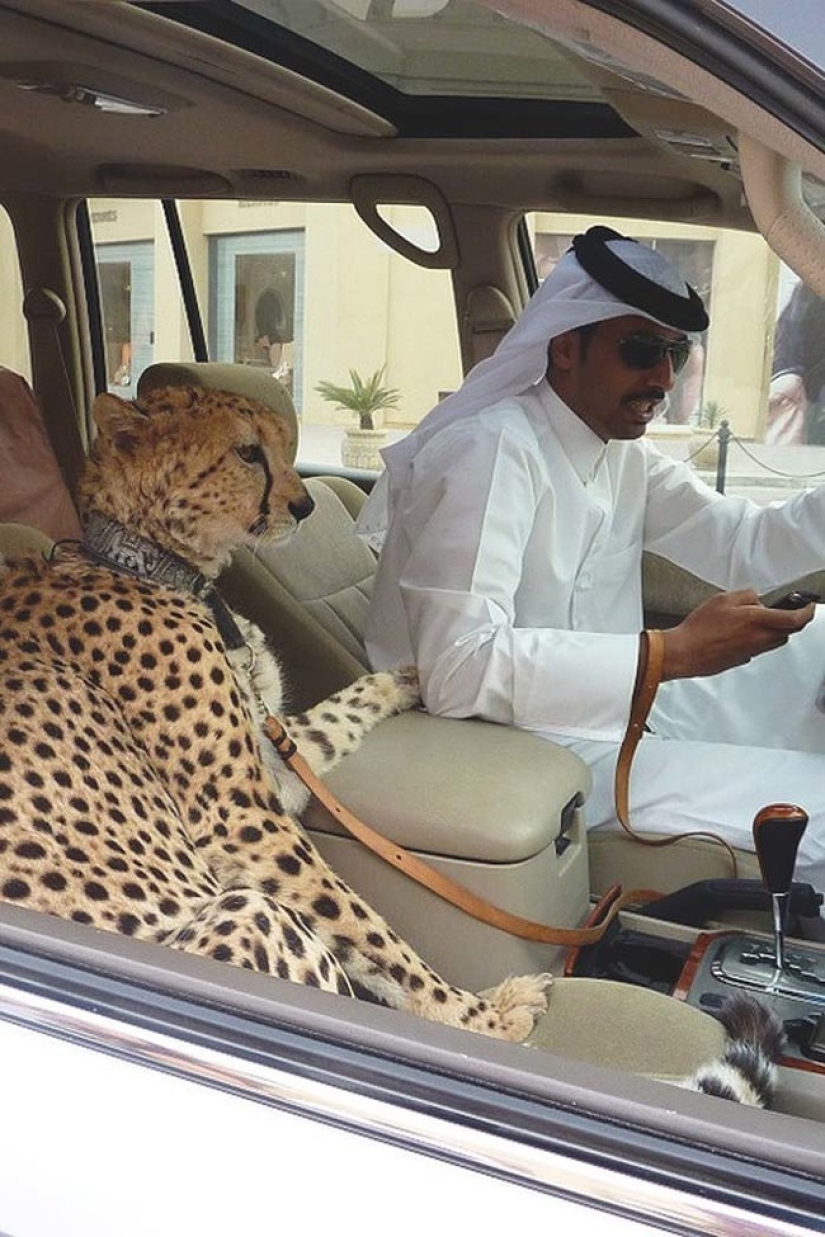 Meanwhile in Dubai