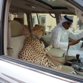 Meanwhile in Dubai
