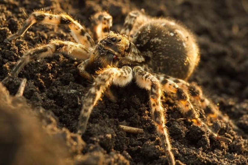Meet Mizgir — domestic response exotic tarantulas