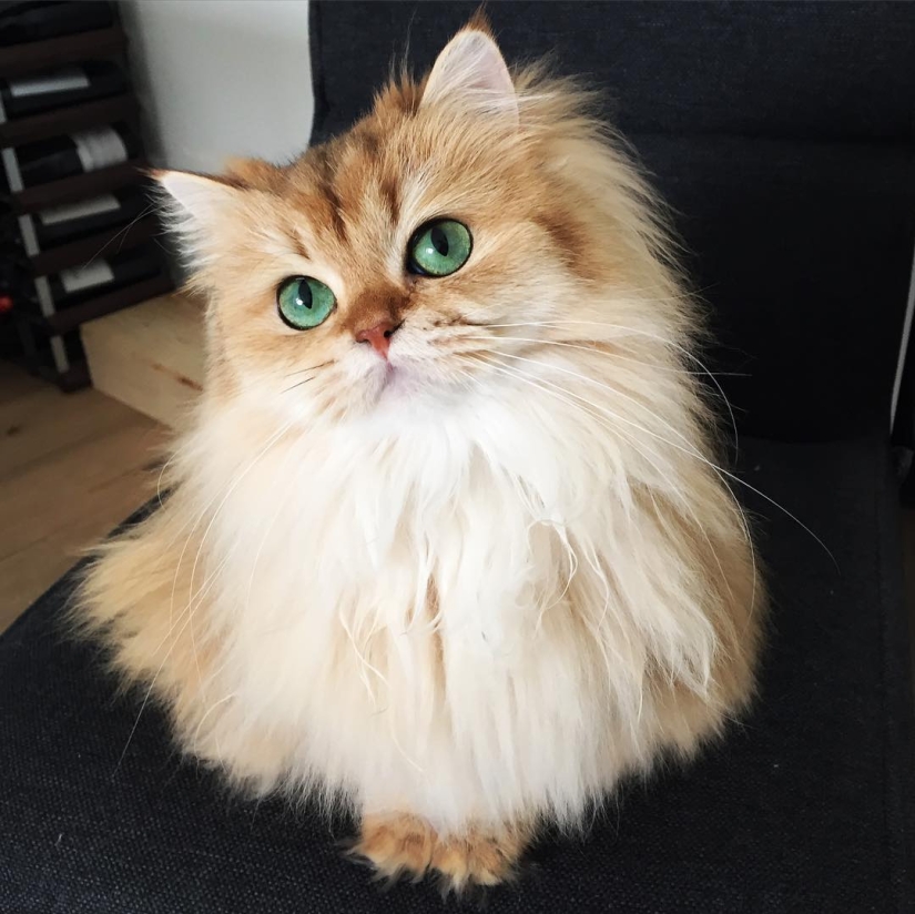 Meet Smoothie, the most photogenic cat in the world