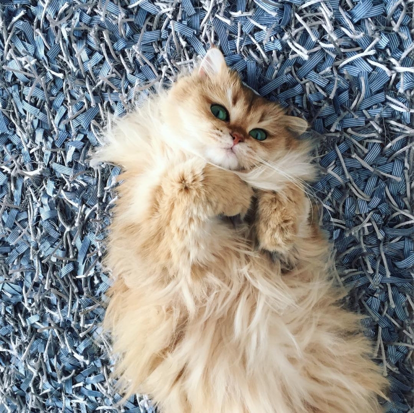 Meet Smoothie, the most photogenic cat in the world