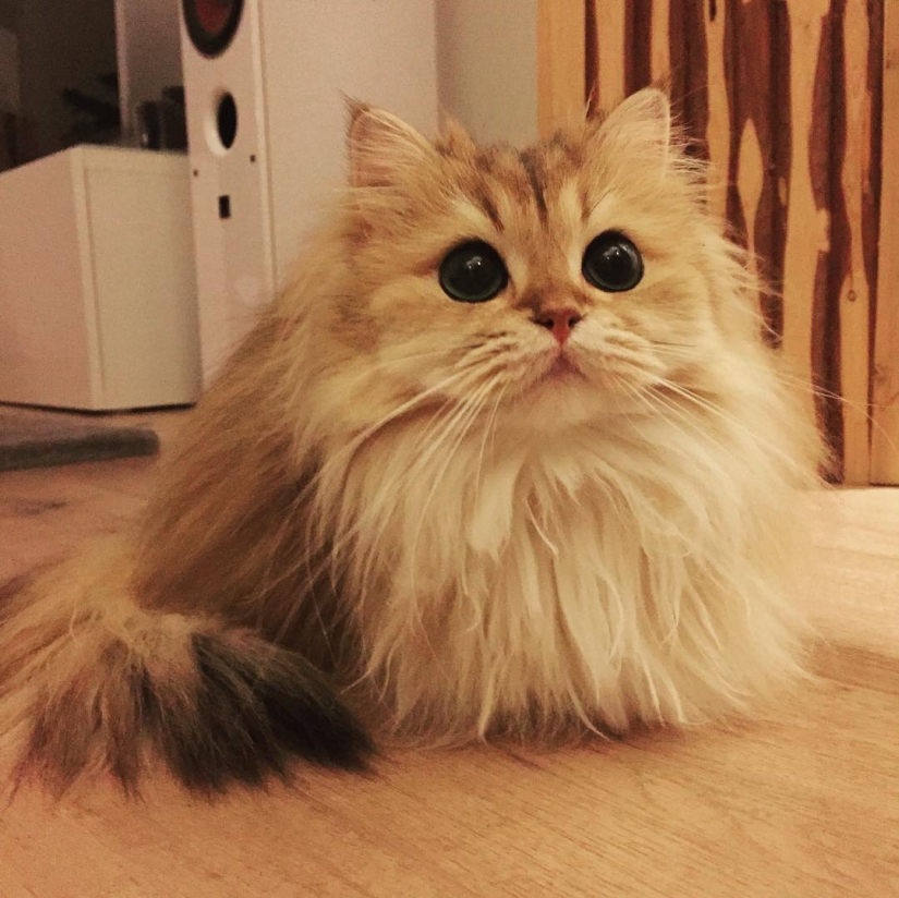 Meet Smoothie, the most photogenic cat in the world