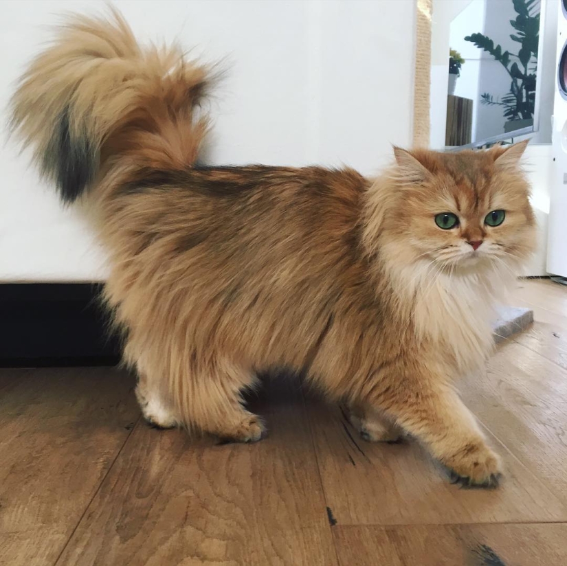 Meet Smoothie, the most photogenic cat in the world