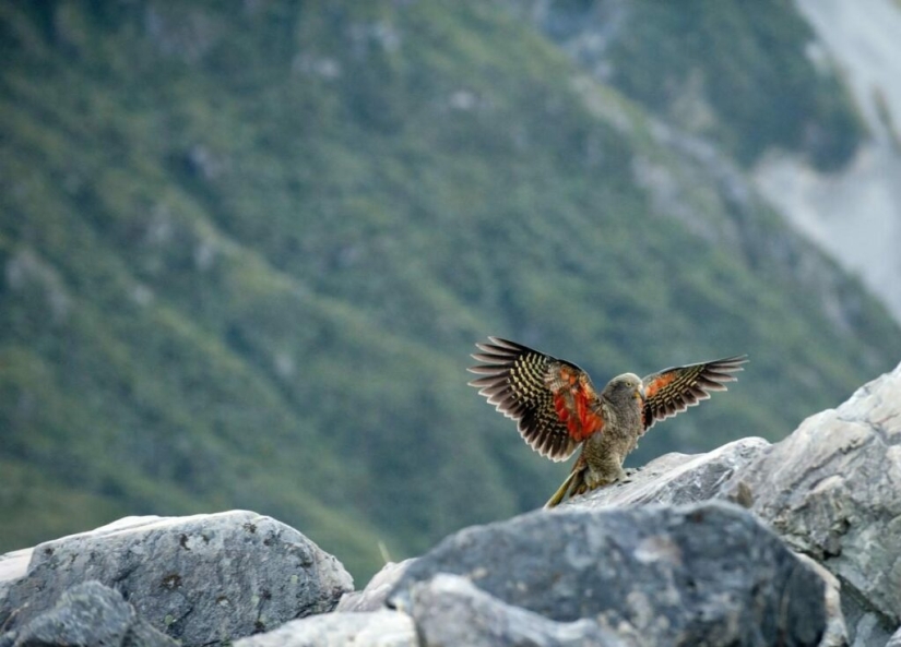 Meet the predatory mountain parrot kea from New Zealand, a thunderstorm of sheep and tourists