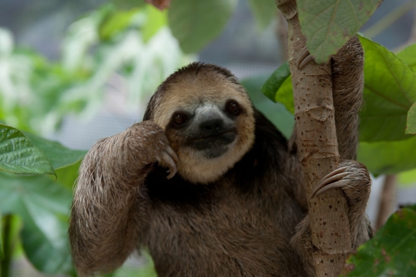 Meet the woman who lives with 200 sloths
